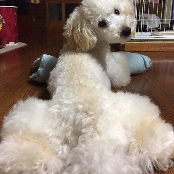 お尻をむけているトイプードル