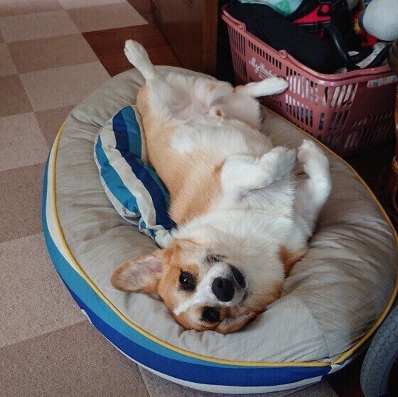 寝転がるウェルシュ・コーギー・ペンブローク