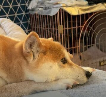 見つめるハナちゃん