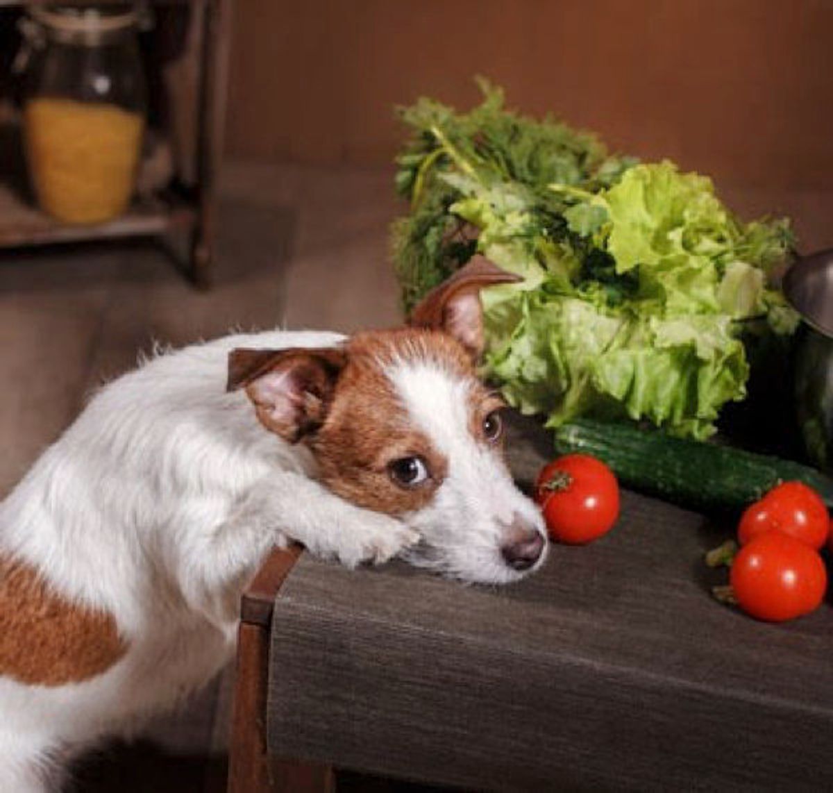 愛犬を ワガママ犬 に成長させてしまう 飼い主さんの育て方の特徴とは いぬのきもちweb Magazine 愛犬を ワガママ犬 に成長させてしまう 飼い主さんの育て方の特徴とは いぬのきもちweb Magazine