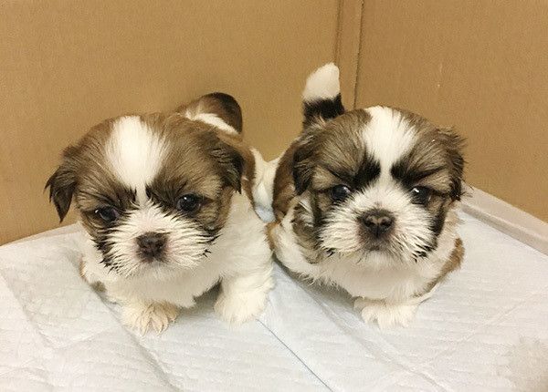 シー・ズーの子犬