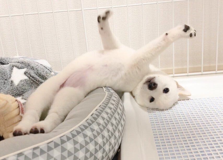 伸びをするほあちゃん