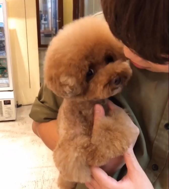 トイ・プードルのパンナちゃん