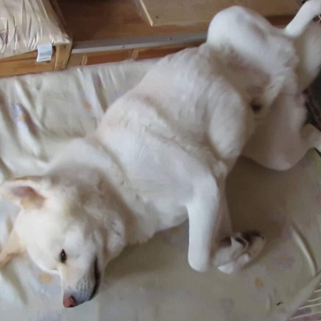 だる～んとくつろいでいるゆうき君