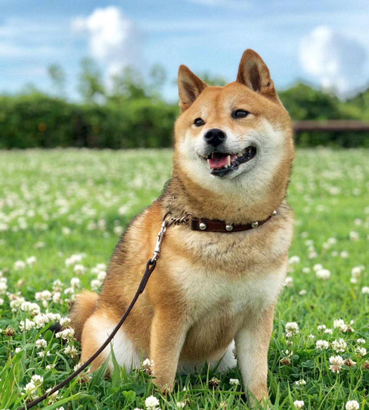 目指せスケボー犬 コツコツ練習に励むワンコがかわいすぎる いぬのきもちweb Magazine 目指せスケボー犬 コツコツ練習に励むワンコがかわいすぎる いぬのきもちweb Magazine