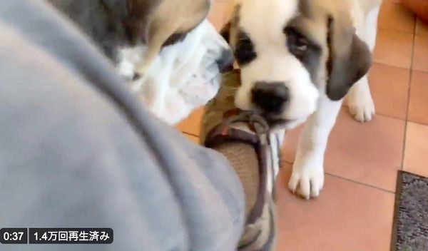 飼い主さんの靴を引っ張るドーンちゃん