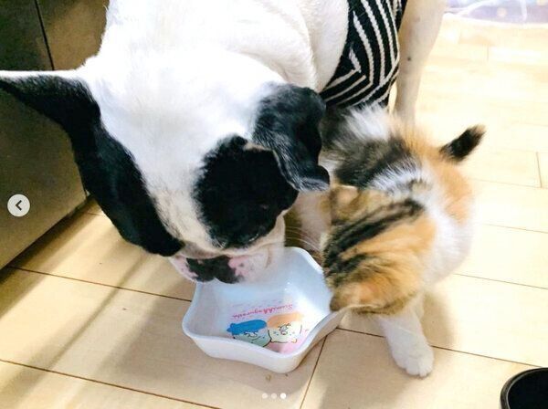 一緒にごはんを食べるジョビンちゃんとチャコちゃん