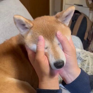 就寝前のお凛ちゃん