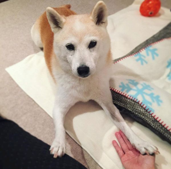 柴犬のはなちゃん