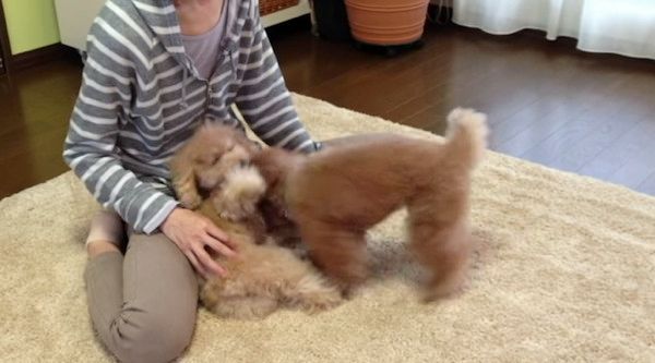 ケンカするトイ・プードル