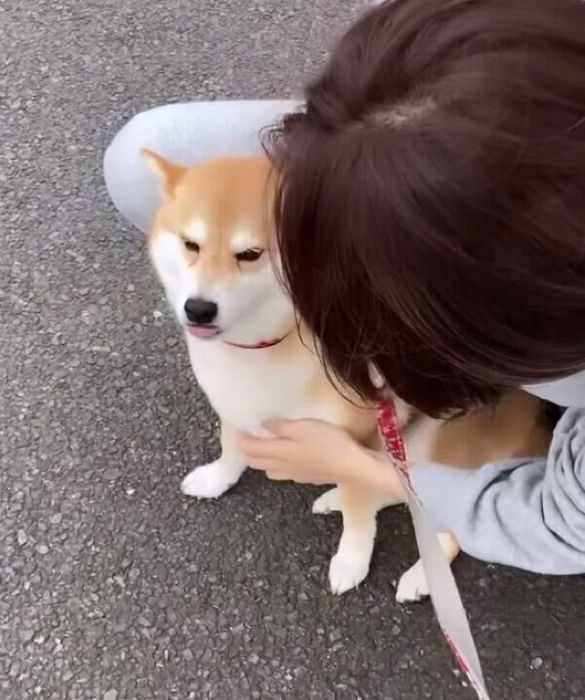 飼い主さんの友人に遭遇して喜ぶポポちゃん
