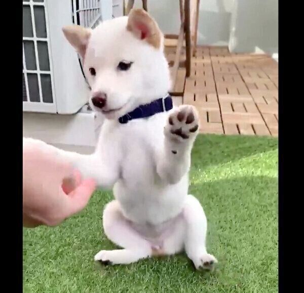 バンザイをするえるちゃん