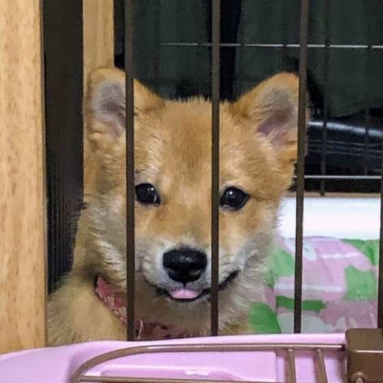 むぎちゃん、舌、出てますよ