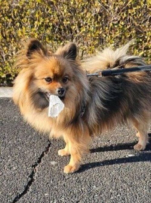 自慢げな犬