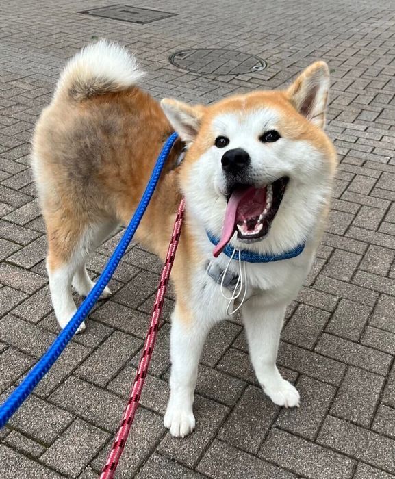 散歩を楽しむ桃亮くん
