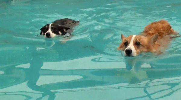 シンクロしすぎ 泳ぐコーギーたちの息ぴったり具合がスゴイ W いぬのきもちweb Magazine