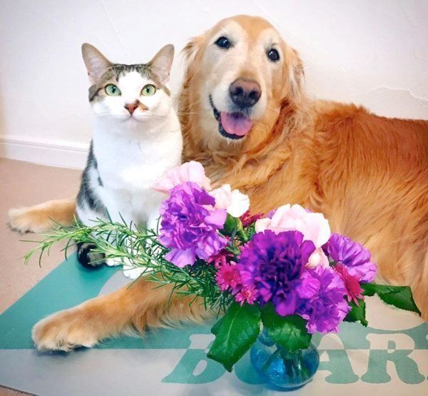 寄り添うゴールデン・レトリーバーと猫