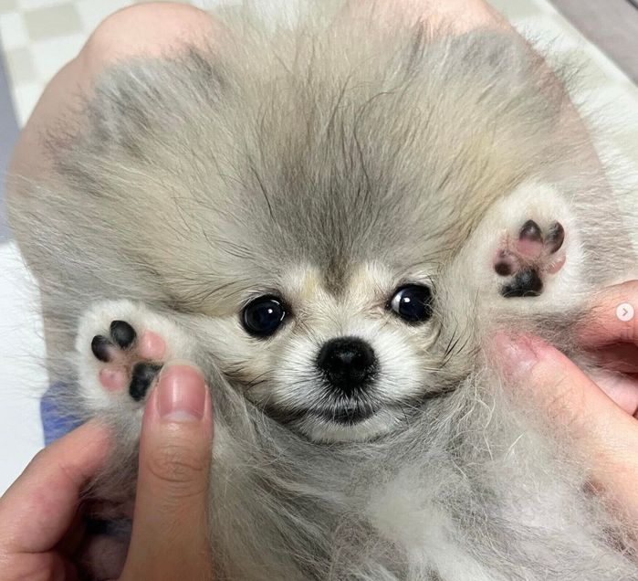 換毛期が訪れたしらすちゃん