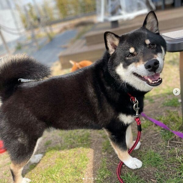 笑顔が可愛いこてつくん