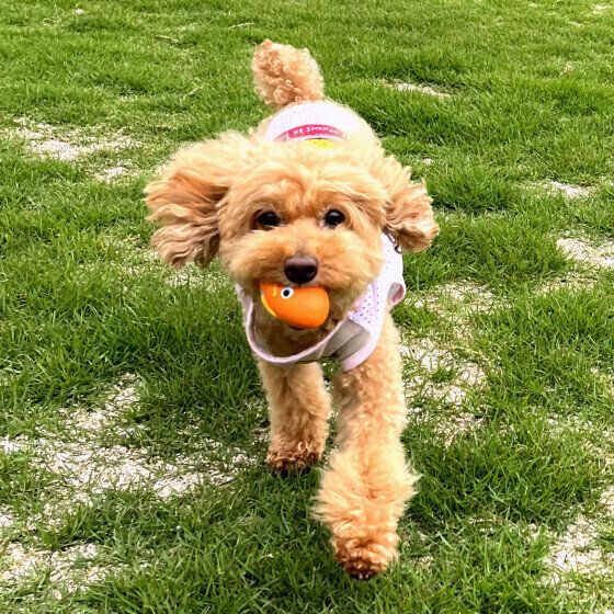 トイ・プードルのもこちゃん♪