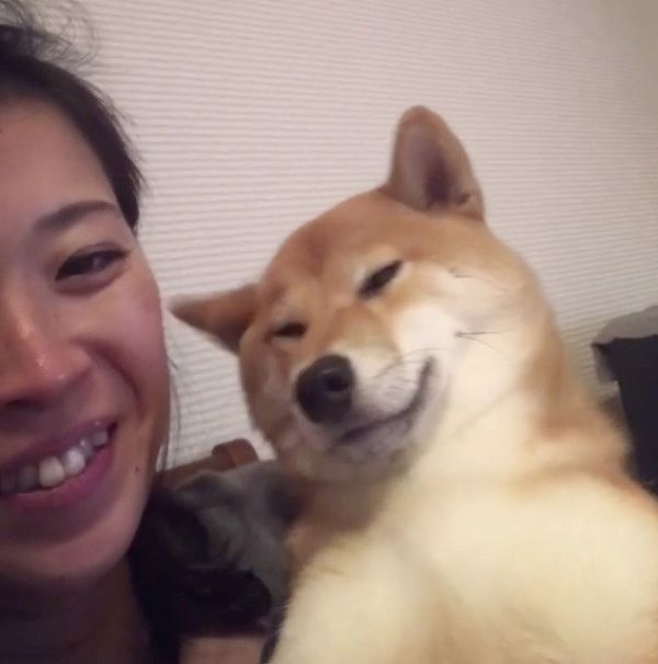 抱っこ中にウトウトする柴犬