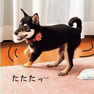 飼い主さんの指示が聞ければOK