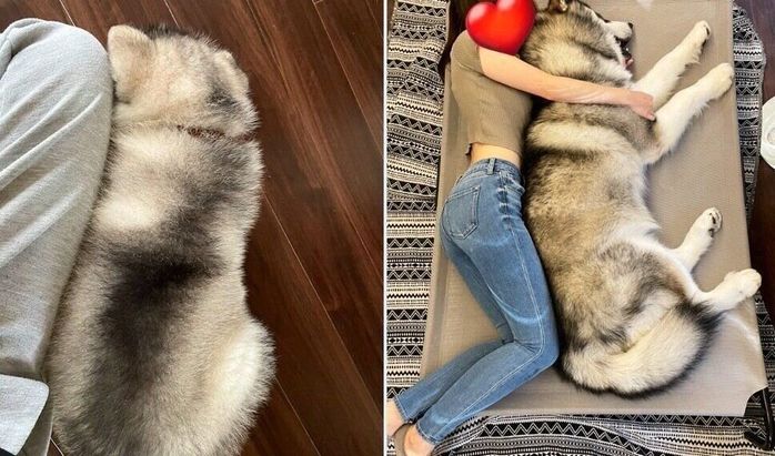 アルくんのビフォーアフター写真