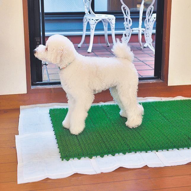 ２．人工芝をベランダわきの屋内へ移動