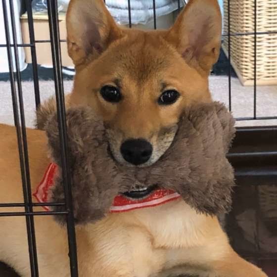 おもちゃをくわえる犬