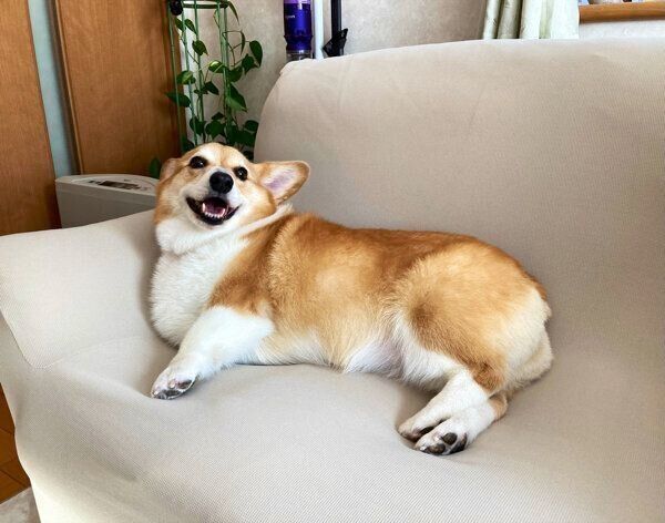 くつろぐベルちゃん