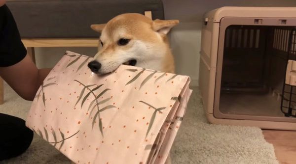 飼い主さんの帰宅を歓迎する柴犬