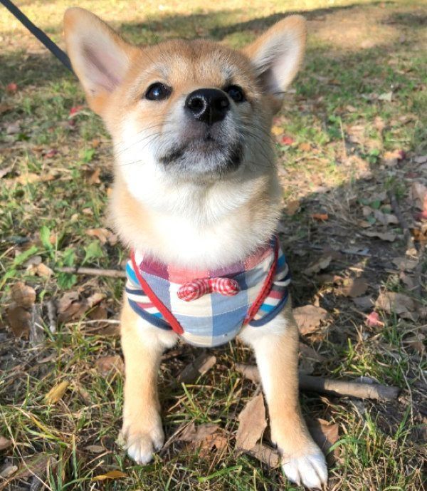 見つめる龍乃子姫ちゃん