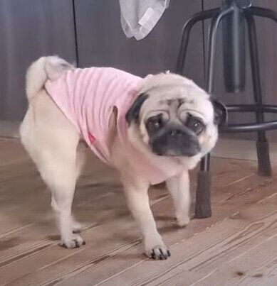 切ない表情のぷぅちゃん