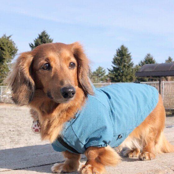 ミニチュア・ダックスフンド