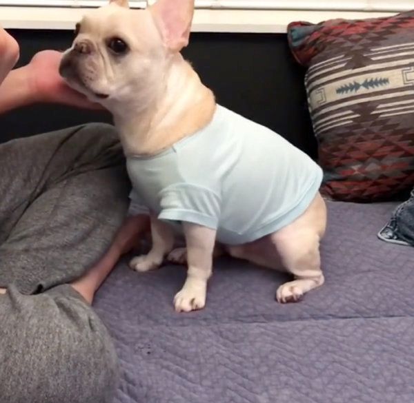 あご乗せをするフレンチ・ブルドッグ