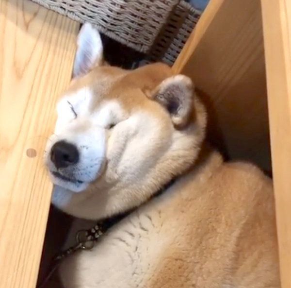 お顔がシワシワな柴犬