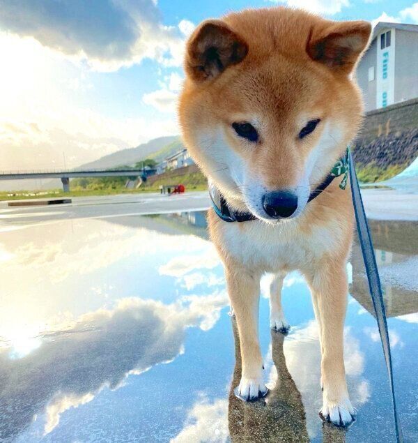 お散歩を楽しむ福くん