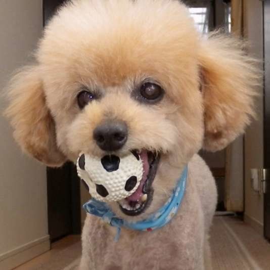 トイ・プードルのココアくん