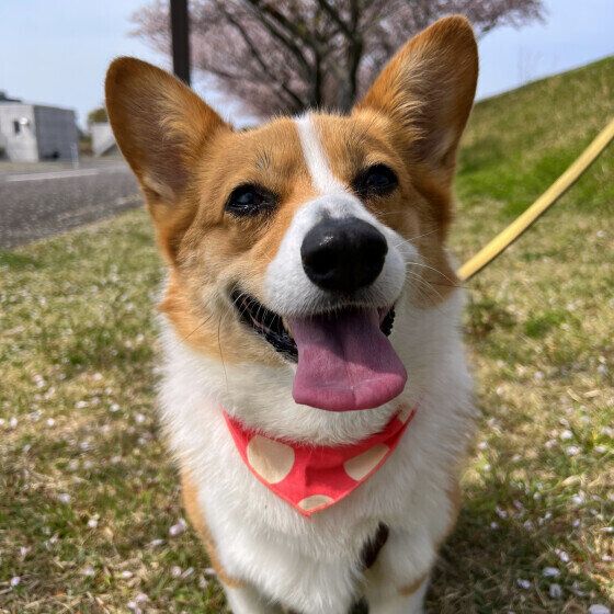 犬が亡くなる前にみせる兆候と愛犬の看取りについて獣医師に聞いた いぬのきもち