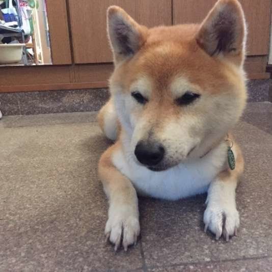 冷たくてきもちいいな~♡コタローくん