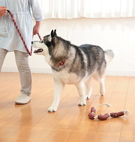 トレーニング中の犬