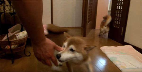 パパさんの帰宅を待つ柴犬