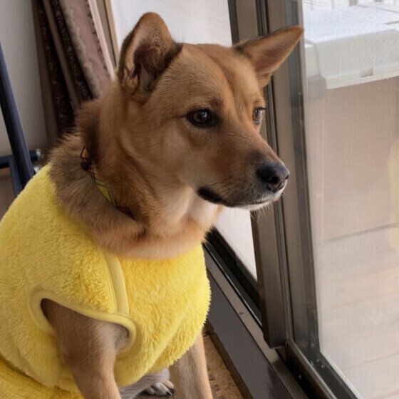 窓の外を見て待つ犬