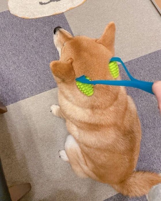 「マッサージ待ち」のむぎちゃん