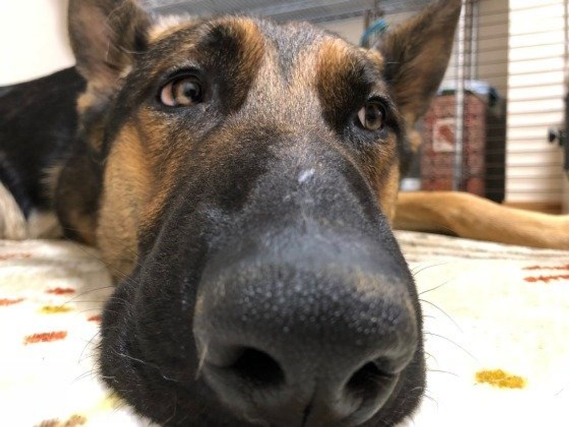 不満のサイン ふーっ とため息をつくときの犬の気持ち いぬのきもちweb Magazine 不満のサイン ふーっ とため息をつくときの犬の気持ち いぬのきもちweb Magazine