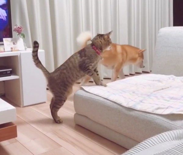 柴犬のHaluくんと猫のMugiくん