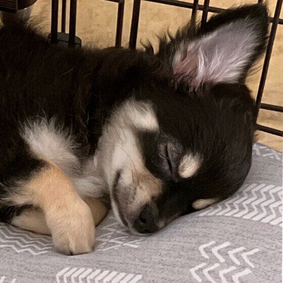 眠る琥珀くん（チワワ）