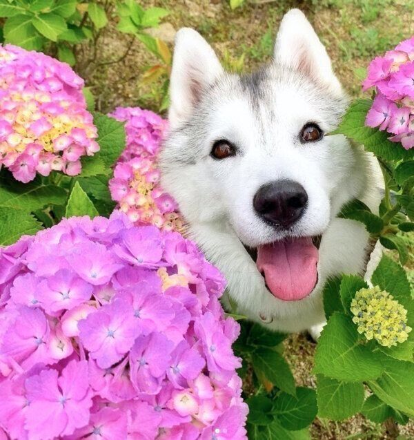 笑顔のいろはちゃん