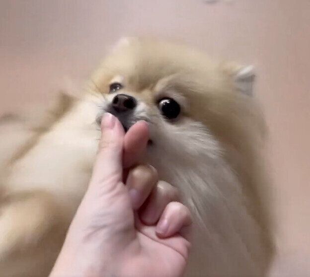 あご乗せするなごみちゃん