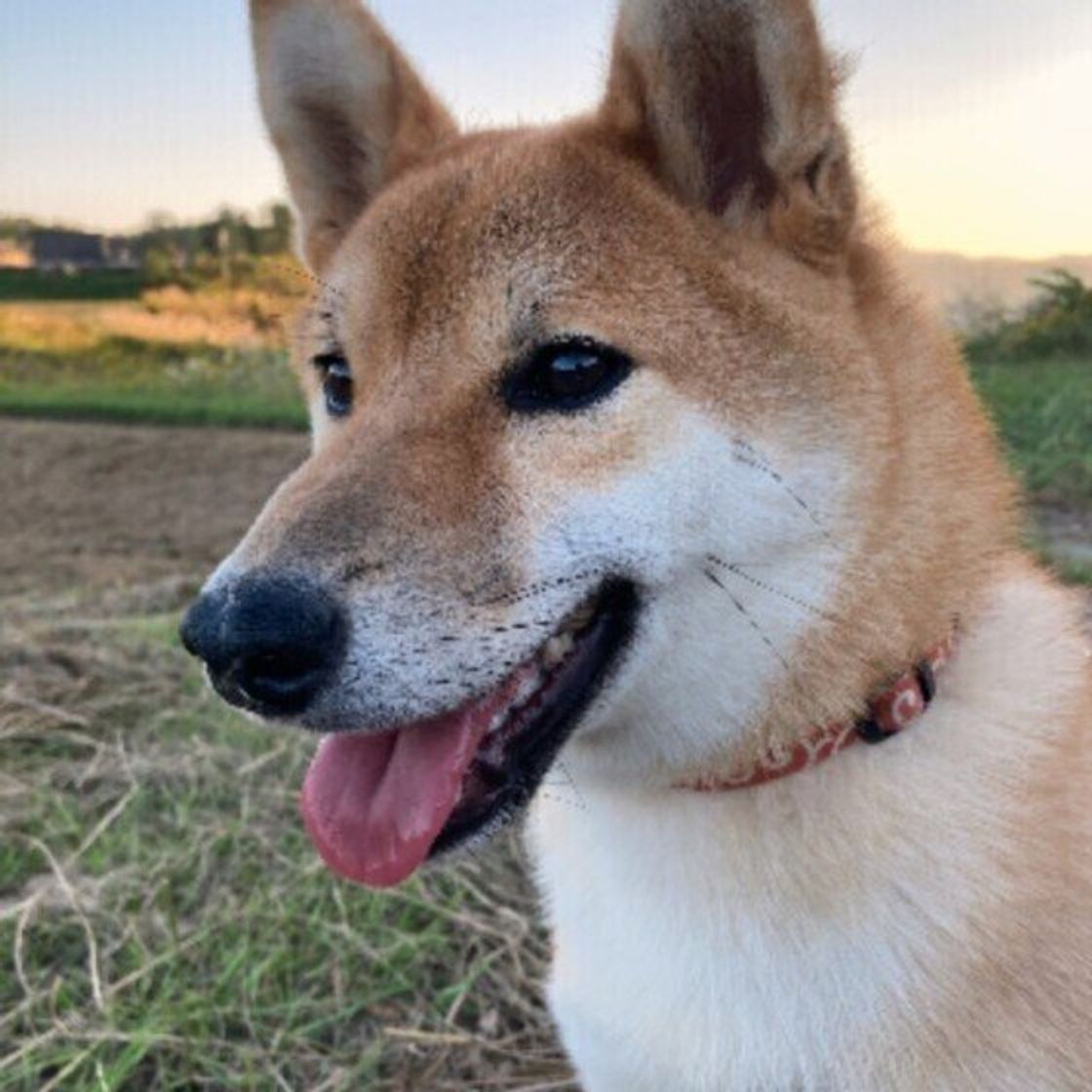 獣医師監修 犬にブルーベリーを与えるときは注意が必要 与えるメリットとデメリットを解説 いぬのきもちweb Magazine 獣医師監修 犬にブルーベリーを与えるときは注意が必要 与えるメリットとデメリットを解説 いぬのきもちweb Magazine